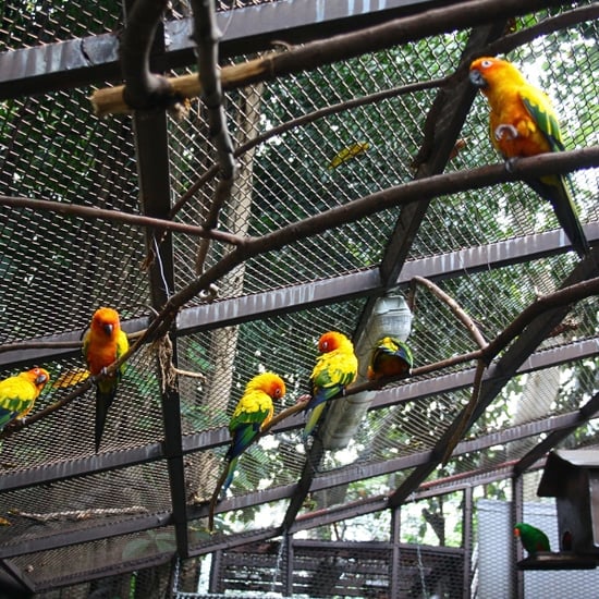 Mini Zoo at Menara KL